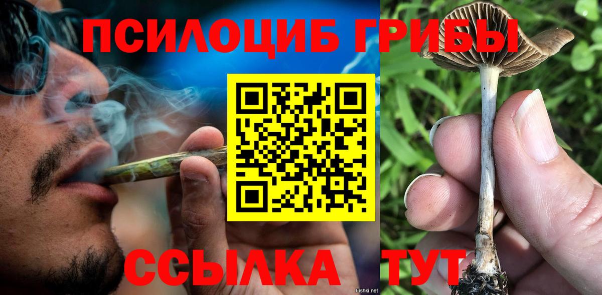 Псилоцибиновые грибы Psilocybe Буйнакск